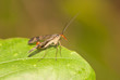 scorpion fly