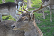 Hirsch