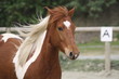 Foto: Ponette en carrière Ponette en carrière