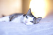 Lucky cat