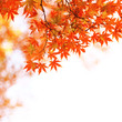 紅葉したモミジ