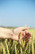 Hand through some wheat in a field Hand through some wheat in a field