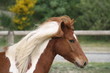 Foto: Portrait d'une ponette Portrait d'une ponette
