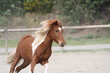 Foto: Galop en liberté Galop en liberté
