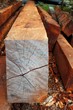 tropical wood trunks from rainforest jungle tropical wood trunks from rainforest jungle
