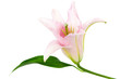 beautiful pink lily beautiful pink lily
