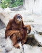 Orangutan staring blankly Orangutan staring blankly