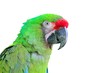 Ara Militaris Military Macaw Green parrot Ara Militaris Military Macaw Green parrot