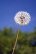 Un fiore a primavera