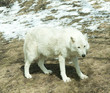 white timber wolf