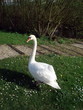 Swan