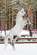 white arabian stallion portrait in winter