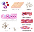 Human cell collection, eps8