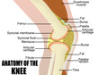 Anatomy of the knee