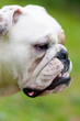 English Bulldog Portrait