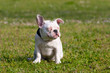 Cute French Bulldog Puppy Relaxing