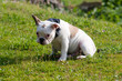 Shy French Bulldog sitting on grass