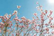 Magnolia