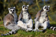 Three Ring-tailed lemurs on a row Three Ring-tailed lemurs on a row