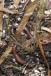 Earthworms in mould, macro photo Earthworms in mould, macro photo