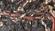 Earthworms in mould, macro photo Earthworms in mould, macro photo
