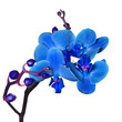 orchid on white orchid on white