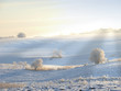Winter beauty -  nature