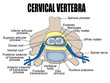 Cervical vertebra