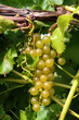 Green Grapes on Vine Green Grapes on Vine