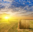 sunset in a wheat field sunset in a wheat field