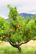 Peaches on tree