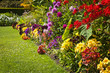 Colorful garden flowers