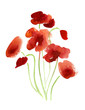 Painted watercolor poppies