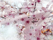 sakura and sunlight