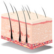 skin chart