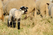 Mähendes Lamm