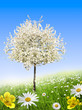 Arbre en fleurs au Printemps Arbre en fleurs au Printemps
