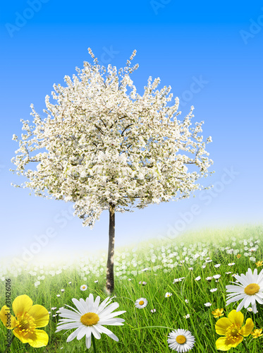 Photo: Arbre en fleurs au Printemps Arbre en fleurs au Printemps