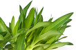 bulbilles d'aloès