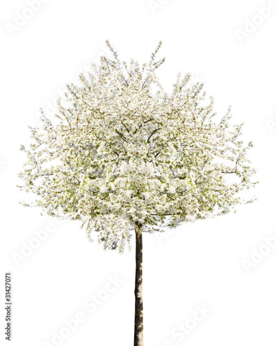 Photo: arbre en fleurs au Printemps Détouré arbre en fleurs au Printemps Détouré