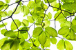 Green leaf