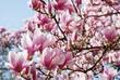 Blütentraum in Rosa Magnolia
