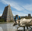 buffaloes in the rice fields, South India.