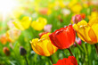 Bunte Tulpen Frühlingsblumen