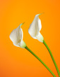 zwei weiße Calla Lilien, oranger hintergrund