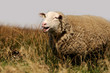 Fressendes Schaf