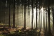Photo en ligne au meilleur prix Coniferous forest lit by the morning sun on a foggy autumn day