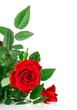 red rose with green leaves