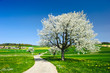 Blossoming trees in spring.