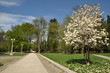 Magnolia Blooming